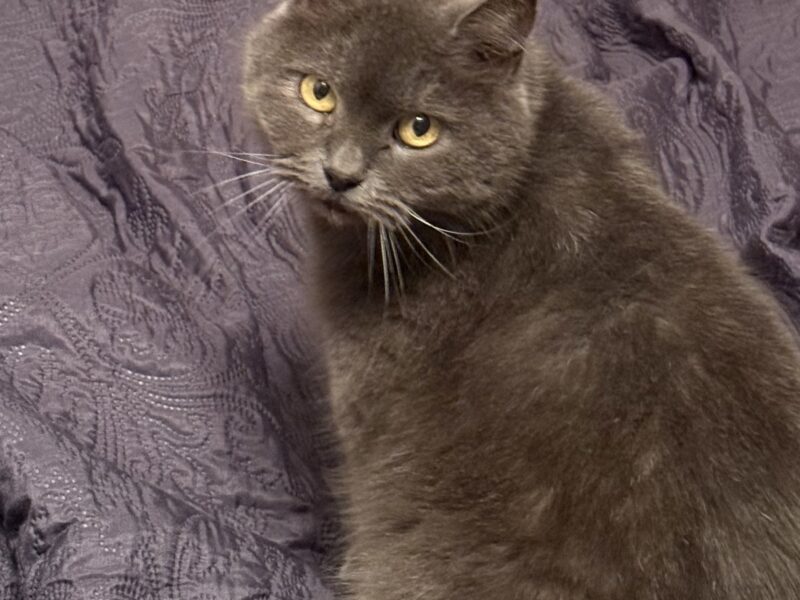 Zaginęła Kotka Basia