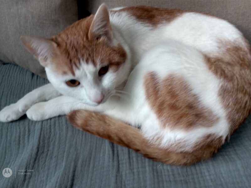 Zaginął Kocur Filemon