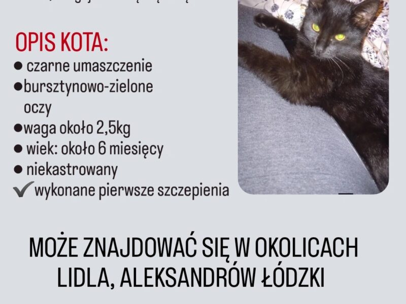 Zaginął czarny kotek- Aleksandrów Łódzki