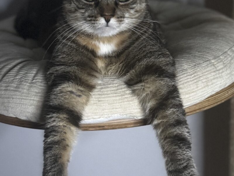 Zaginęła kotka Kika