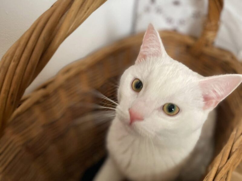 Zaginął kot - Filemon