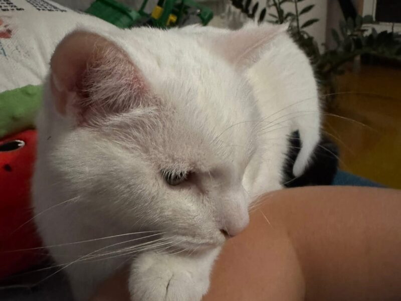 Zaginął kot - Filemon