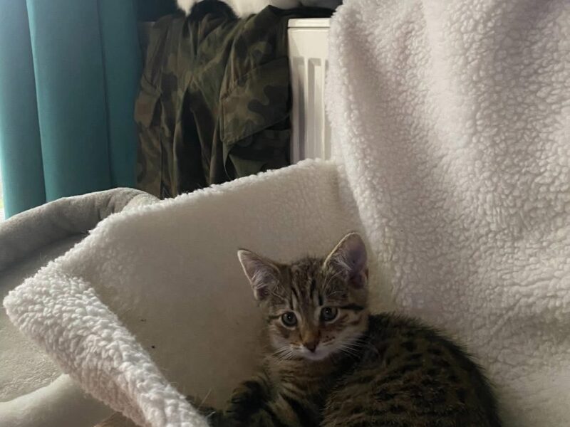 Zaginął kot - Filemon