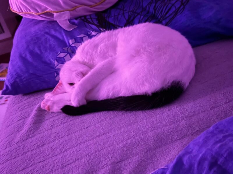 Zaginął kot - Filemon