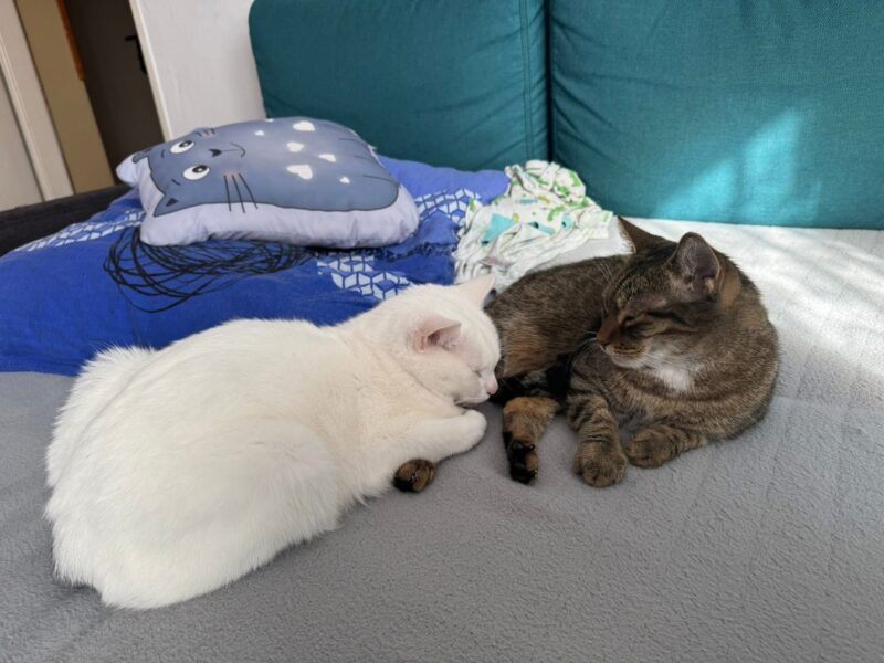 Zaginął kot - Filemon