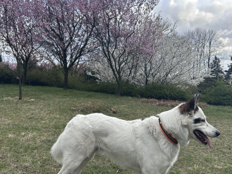 Zaginął piesek Fuks - jesteśmy zrozpaczeni