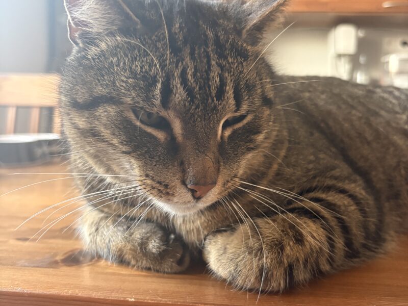 kotek znaleziony dziekujemy