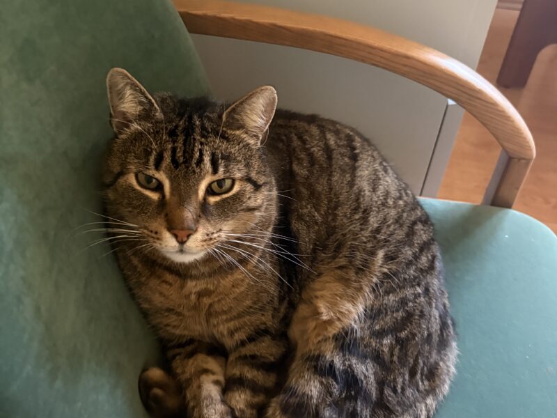 kotek znaleziony dziekujemy