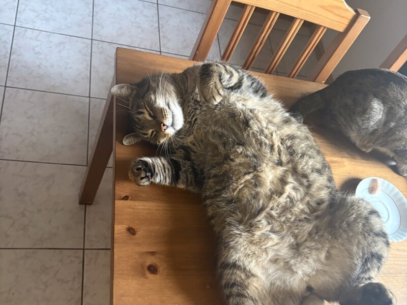 kotek znaleziony dziekujemy