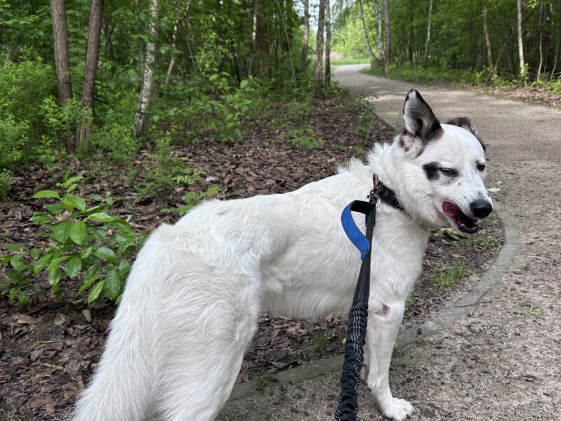 Zaginął piesek Fuks - jesteśmy zrozpaczeni