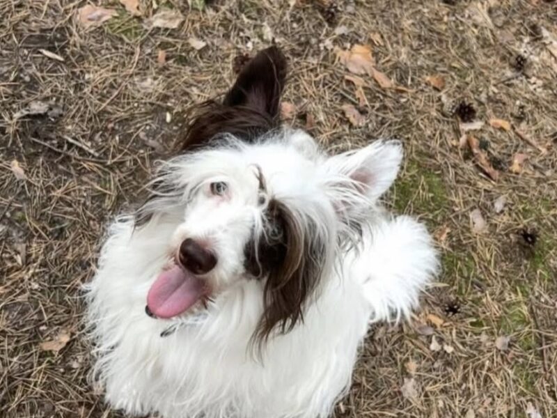 Zaginął pies Lucas w okolicy Czachówka