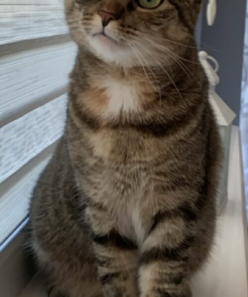 Zaginęła kotka Kika