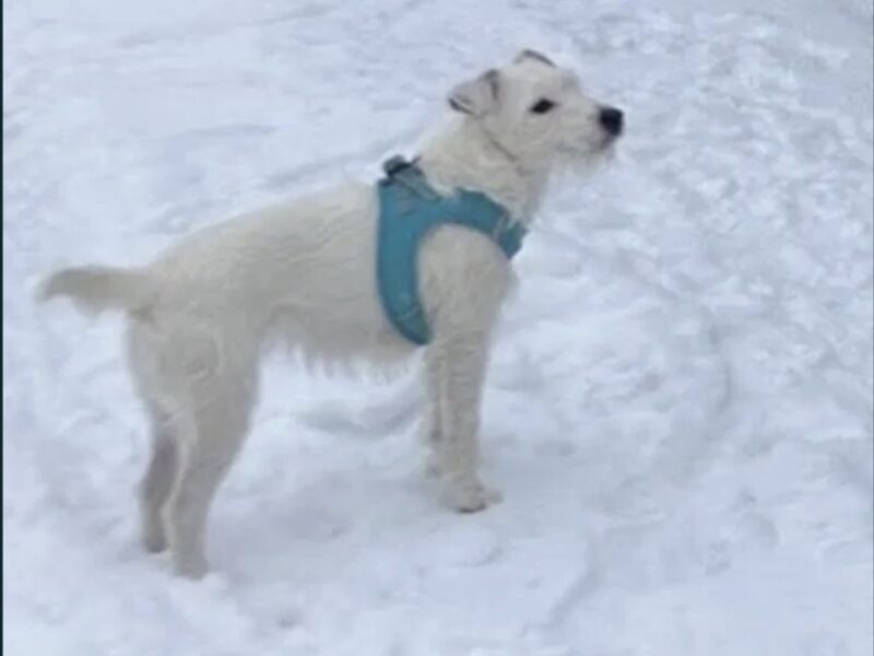 Zaginęła sunia Terier