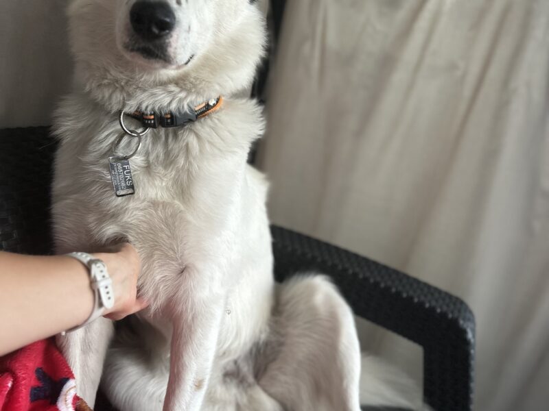 Zaginął piesek Fuks - jesteśmy zrozpaczeni