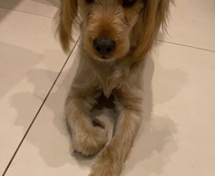 Zaginęła sunia Daisy