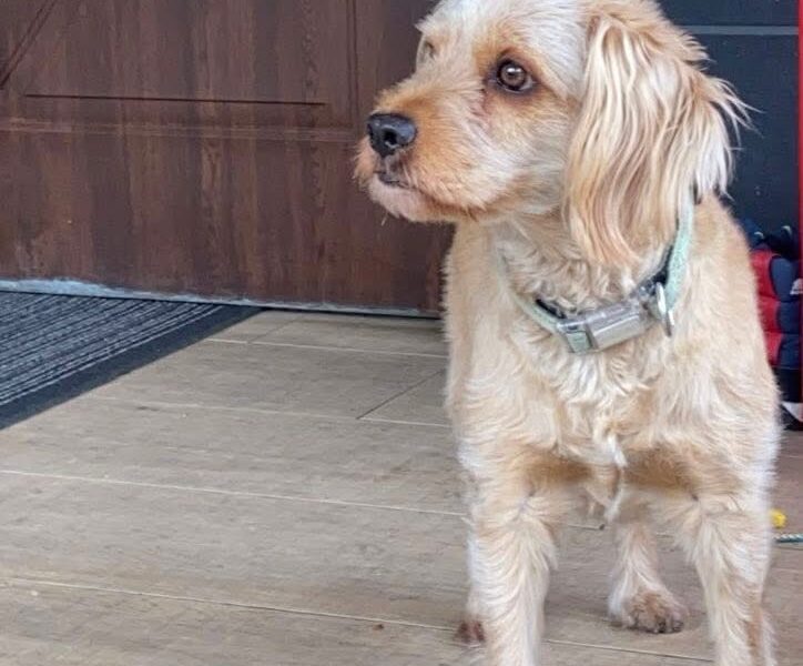 Zaginęła sunia Daisy