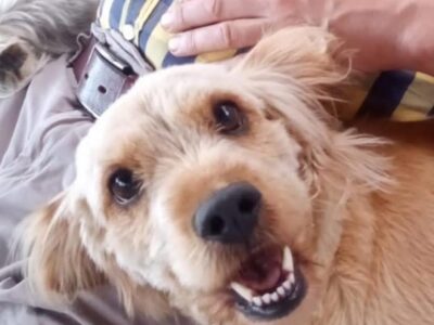 Zaginęła sunia Daisy