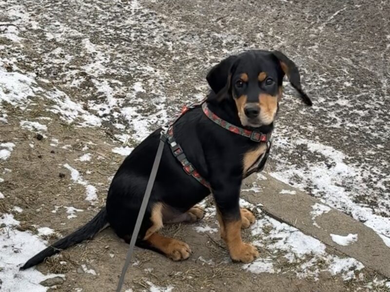 Zaginął Piesek ! podejrzenie uprowadzenia !