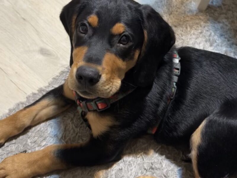 Zaginął Piesek ! podejrzenie uprowadzenia !