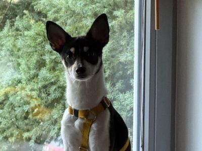 Zaginął Piesek Omlet !