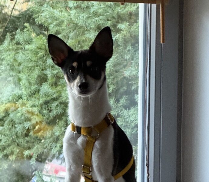 Zaginął Piesek Omlet !