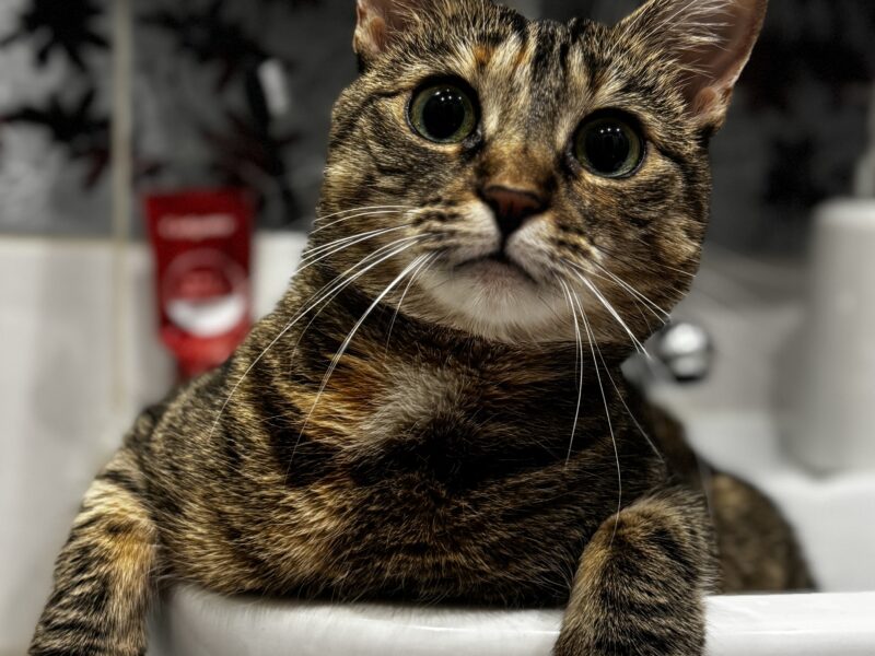 Zaginęła kotka Kika