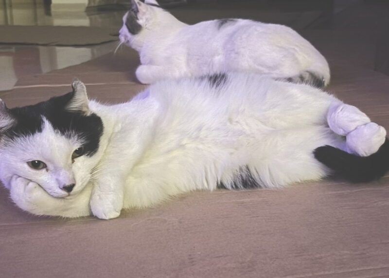 Zaginął kot w Kobyłce!