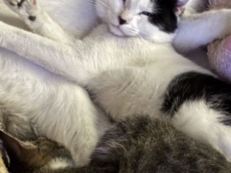 Zaginął kot w Kobyłce!