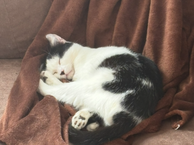 Zaginął kot w Kobyłce!