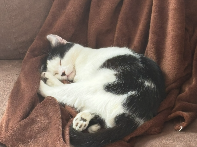 Zaginął kot w Kobyłce!