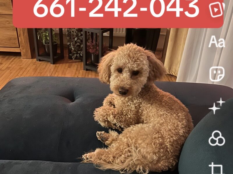 Zaginął Piesek Kiki - Kikuś