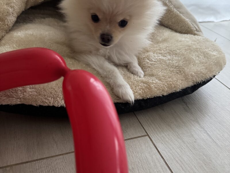 Zaginęła sunia Szpic Miniatura szczeniak