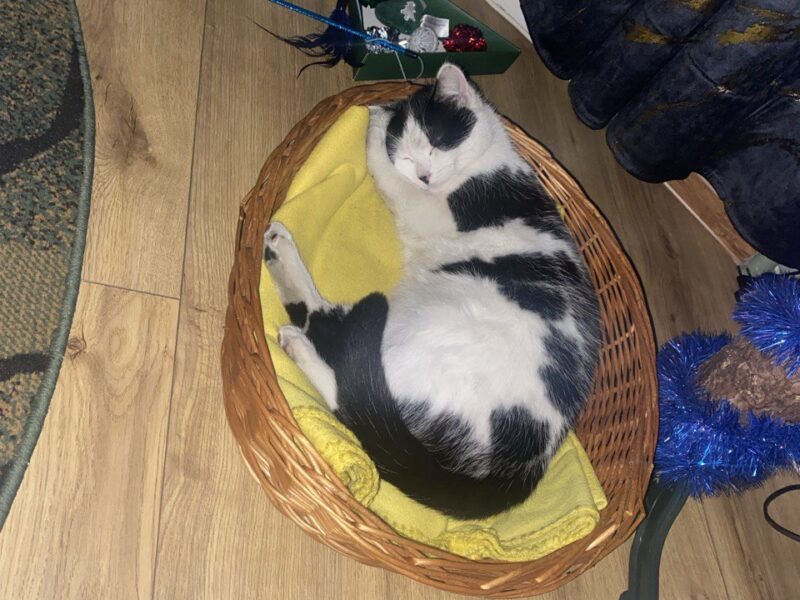 Zaginął Kotek Grubson