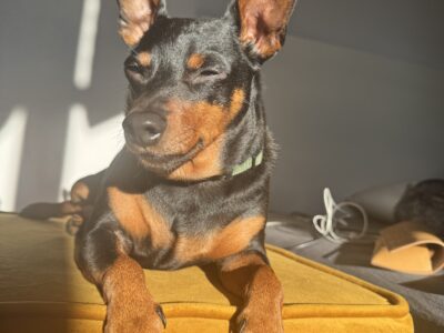 Zaginął Piesek Pincher Miniaturowy