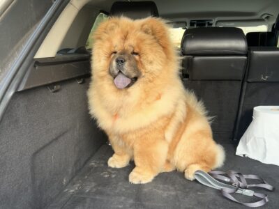 Zaginął Piesek Kulek