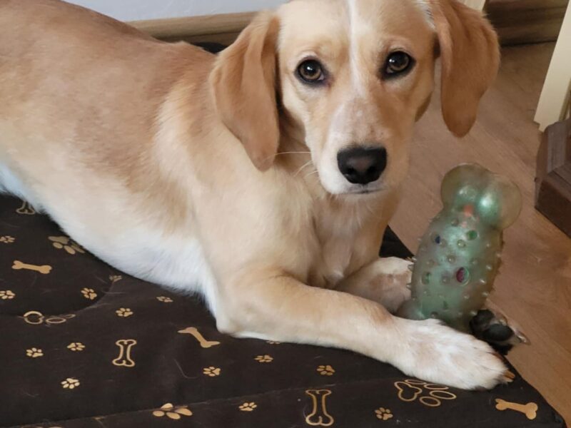 Zaginął piesek Bobi