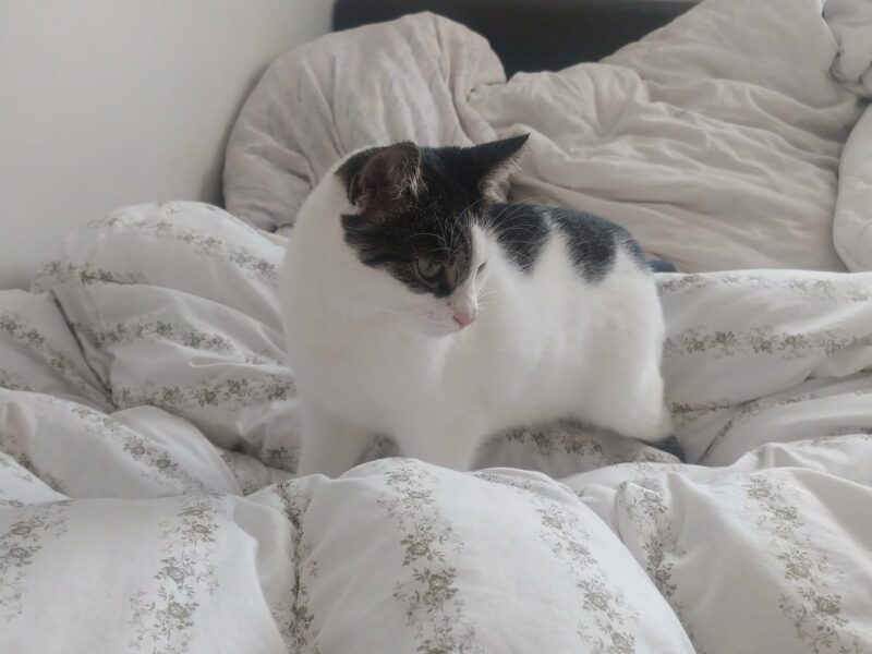 Zaginęła nasza kochana kotka Róża