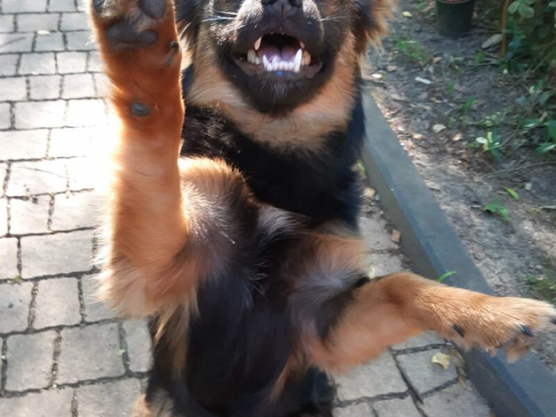 Szukam pieska - Cezar