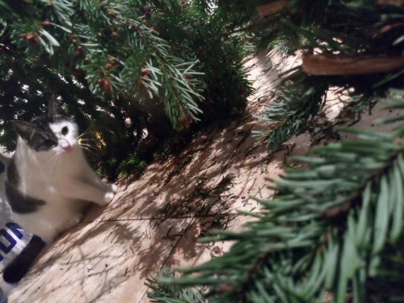 Zaginęła nasza kochana kotka Róża