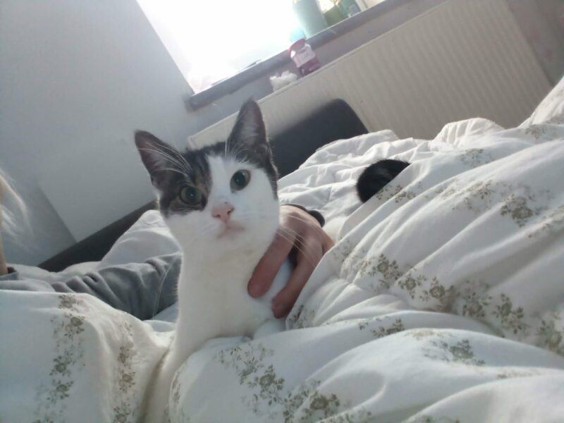 Zaginęła nasza kochana kotka Róża