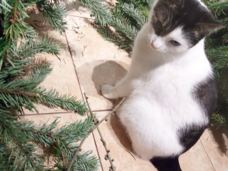 Zaginęła nasza kochana kotka Róża