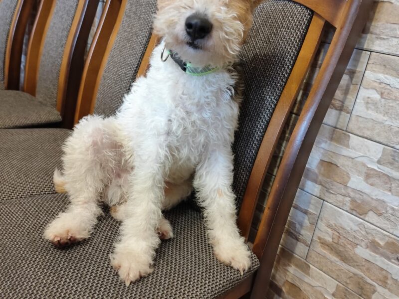 Zaginął pies Reksio