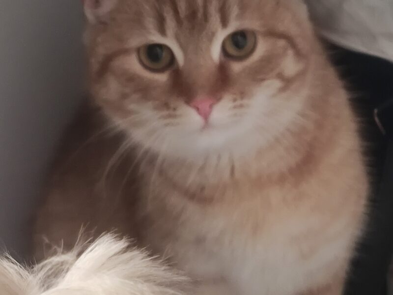 Zaginęła ruda Kicia