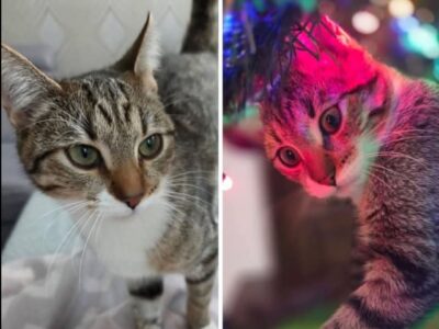 ZAGINĘŁA KOTKA SUSHI