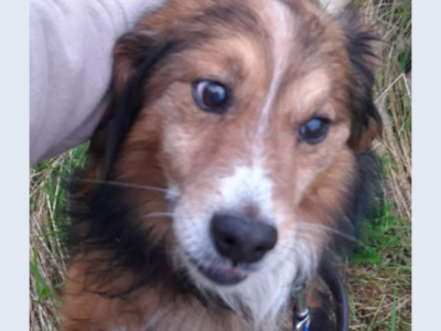 Zaginął pies Reksio