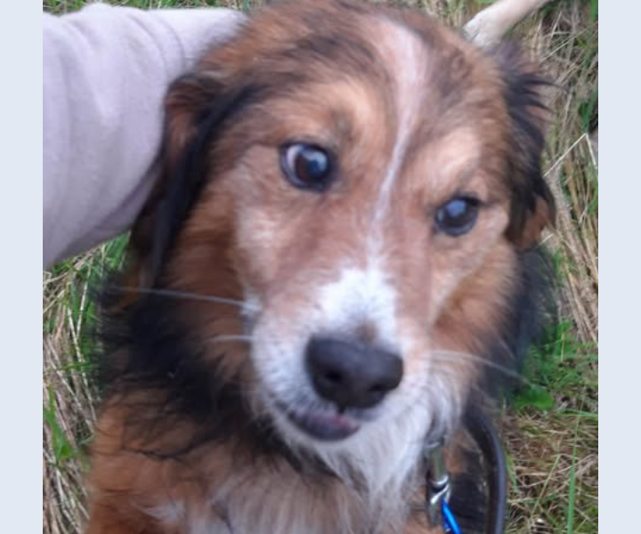 Zaginął pies Reksio