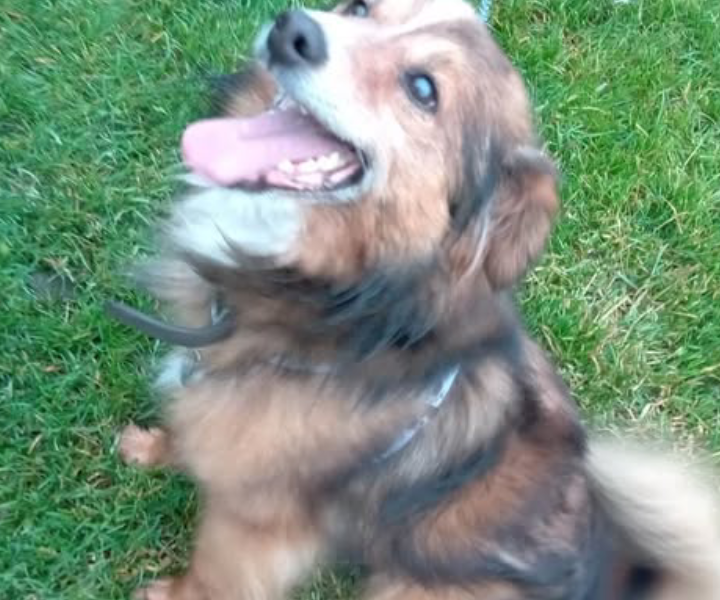 Zaginął pies Reksio