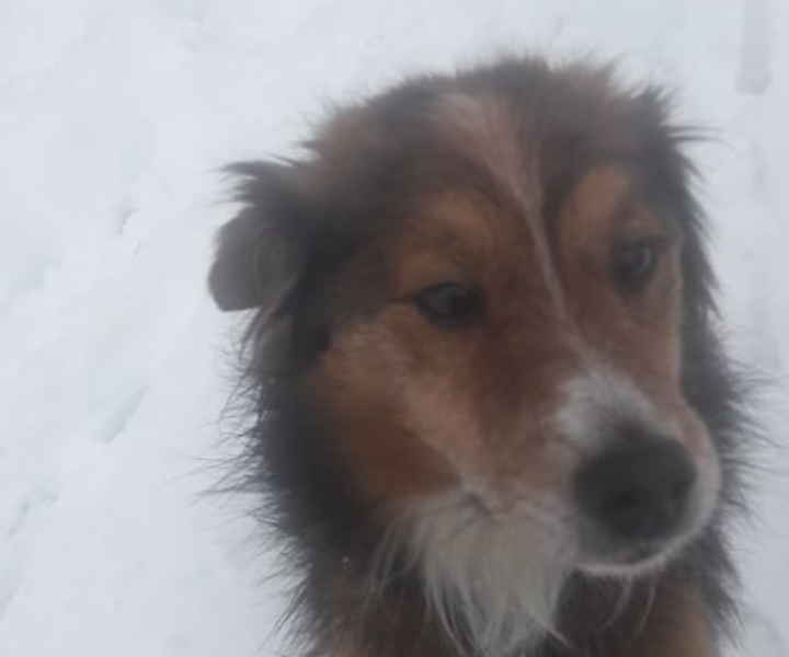 Zaginął pies Reksio