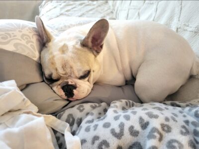 Zaginął pies Franek