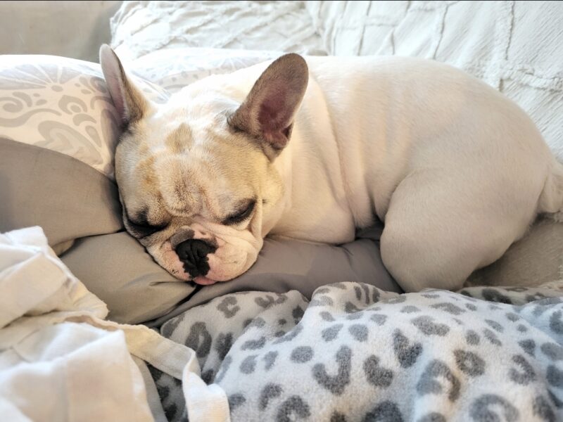 Zaginął pies Franek